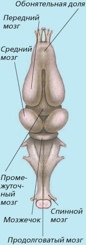 Схема строения головного мозга лягушки
