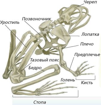 Скелет земноводных схема биология 7 класс таблица