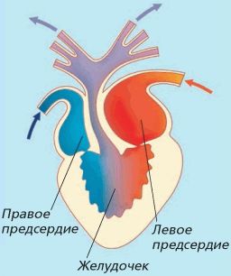 Сердце лягушки рисунок