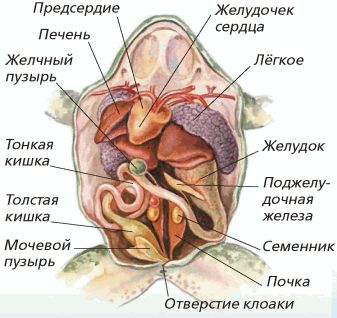 Укажите системы органов амфибий обозначьте органы лягушки изображенные на рисунке