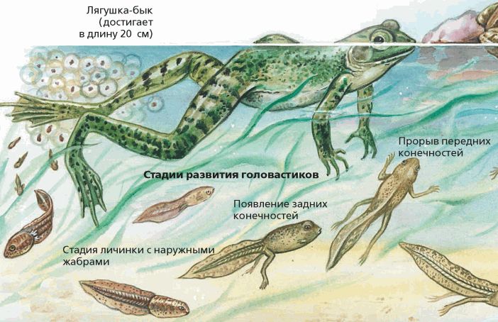 На рисунке изображены стрекозы в разный период онтогенеза какое свойство живых систем иллюстрирует