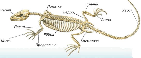 Презентация внешнее строение и скелет пресмыкающихся 7 класс