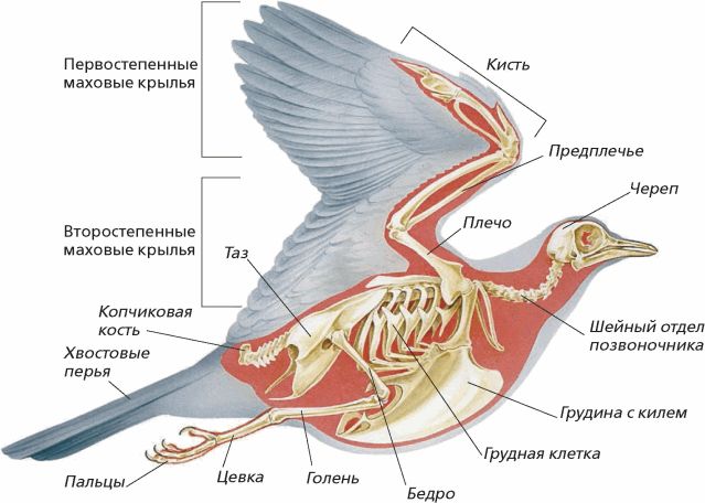 Скелет голубя