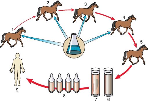 Получение сыворотки из крови лошади. Схема получения лечебной сыворотки. Иммунные сыворотки диагностические и лечебные схема. Схема получения иммунных сывороток. Получение лечебной сыворотки лошадь.