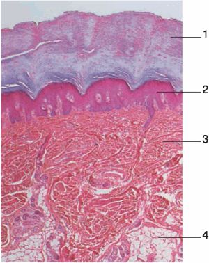 План строения кожи гистология