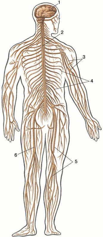 Нервная система 8 класс рисунок