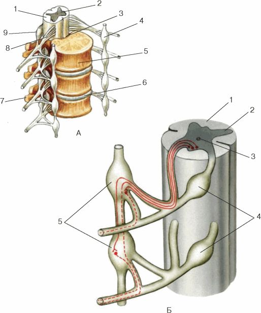 Биология 8 класс рисунок 77