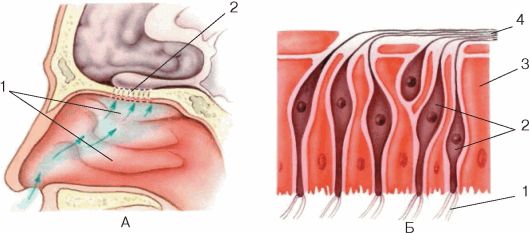 В носовой полости расположены рецепторы