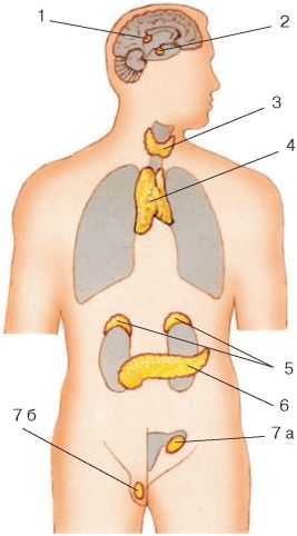Рисунок желез человека. Эндокринная система железы внутренней секреции. Эндокринная система человека эндокринные железы. Расположение желез внутренней и смешанной секреции рис 157. Эндокринная система человека без подписей.