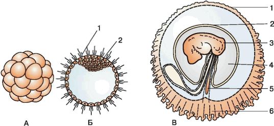 Многоклеточный двухслойный зародыш. Развитие зародыша рис 167. Рис эмбриона. Зародышевый пузырек. Строение зародышевых оболочек.