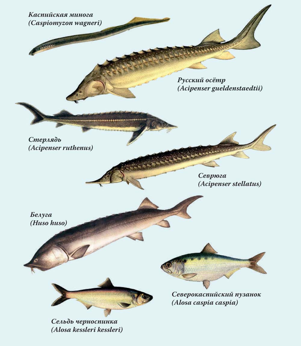 рыбы каспийского моря названия