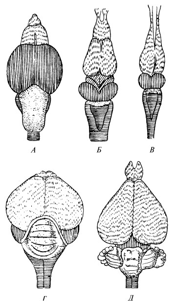 Головной мозг позвоночных животных схема