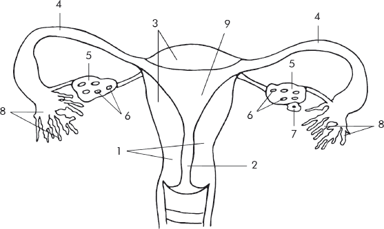 Схема строения женской репродуктивной системы