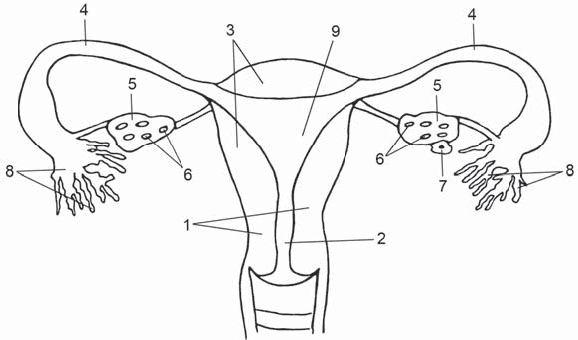 Женская половая система матка. Женская половая система схема анатомия. Матка маточная труба яичник анатомия. Схема строения репродуктивной системы.