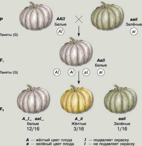 У тыквы белая окраска плодов доминирует над желтой установи соответствие между схемой скрещивания