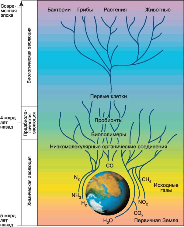 Основные этапы химической эволюции схема