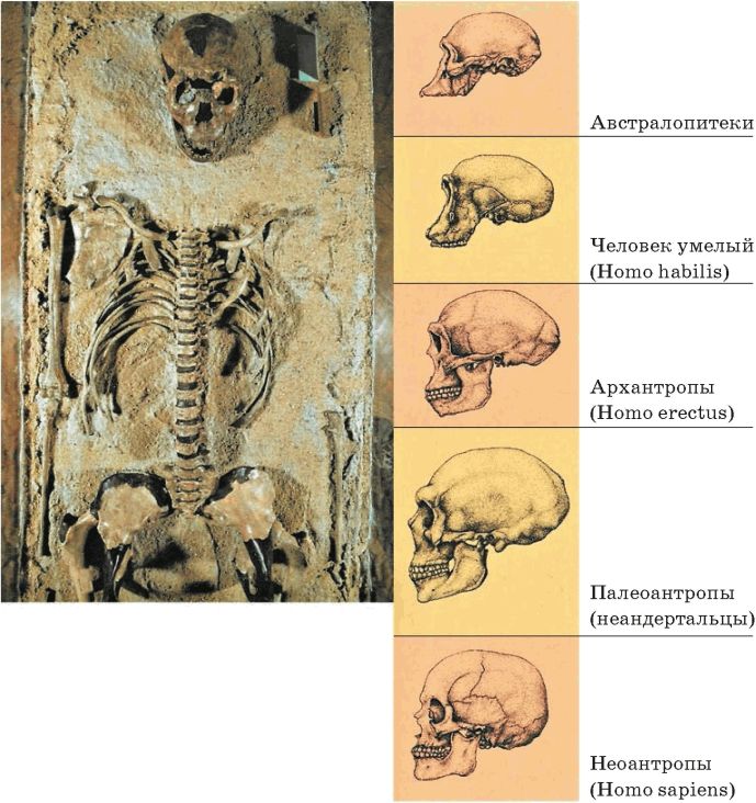 Принадлежит древнейшему человеку череп рисунок