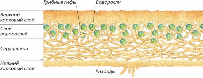 Гифы лишайников. Формы соединения с гифами гриба. Компоненты лишайника. Компоненты лишайника рисунок. Гифы гриба в лишайнике.