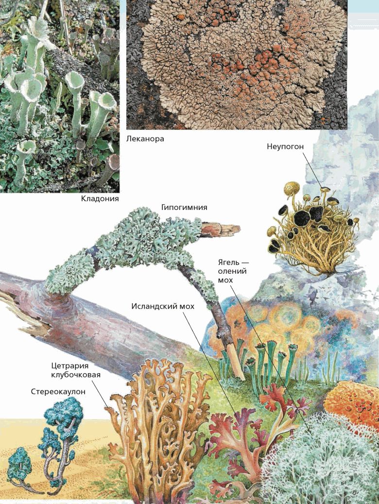 Как живет лишайник. Леканора лишайник. Бактерии грибы лишайники. Бактерии грибы лишайники растения. Разнообразие лишайников.