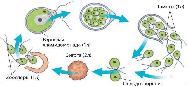 Схема размножения хламидомонады биология 5 класс - 95 фото