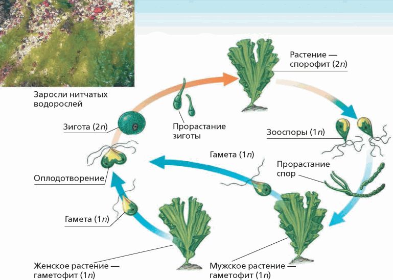 Чем представлен гаметофит у водорослей. Жизненные циклы растений гаметофит и спорофит. Спорофит ламинарии. Жизненный цикл ульвы схема. Жизненный цикл водоросли ульвы схема.