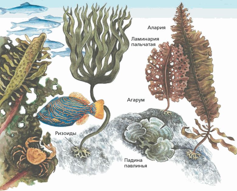 Бурые водоросли названия. Бурые водоросли рисунки с названиями. Многообразие бурых водорослей. Бурые водоросли примеры. Представители бурых водорослей названия.