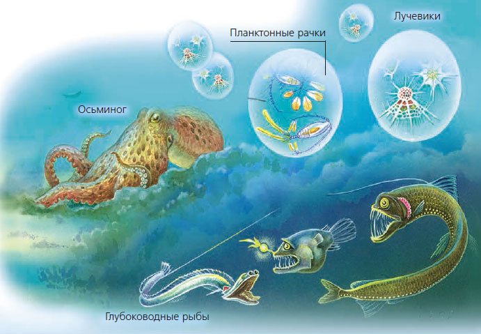 Жизнь в морях и океанах 5 класс. Глубоководное сообщество обитатели. Представители глубоководного сообщества. Живые организмы морей и океанов. Жители глубоководного сообщества.