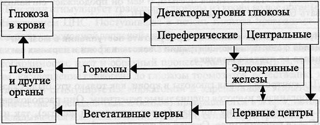 На рисунке представлена схема отображающая механизм поддержания оптимальной концентрации глюкозы огэ