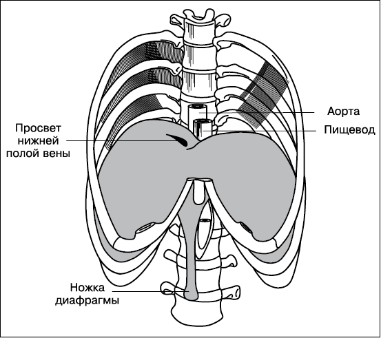 Давление в диафрагме. Строение диафрагмы. Диафрагма анатомия. Диафрагма схема. Диафрагмальная поверхность легкого.