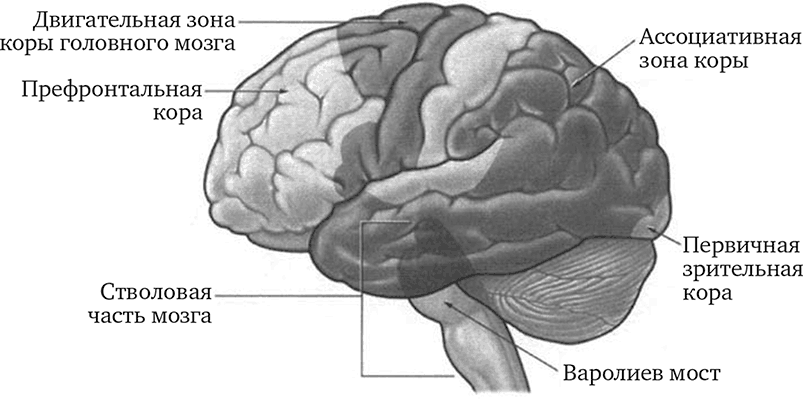 Поверхности коры головного мозга