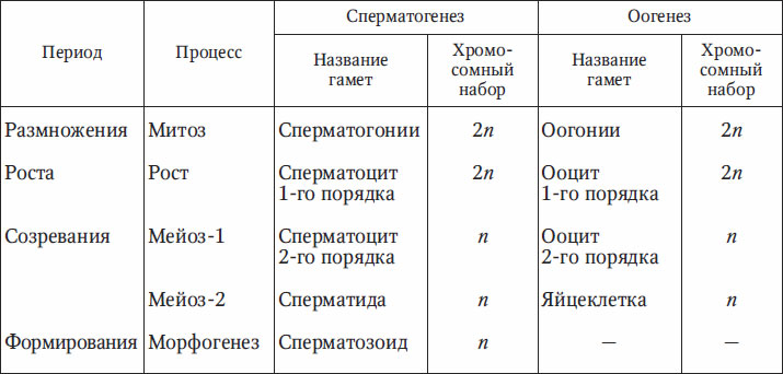 Гаметогенез схема егэ