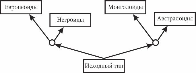 Схема полифилии вейденрейха