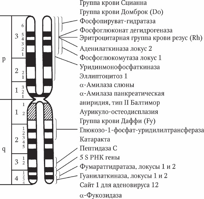 Генетическая карта локуса