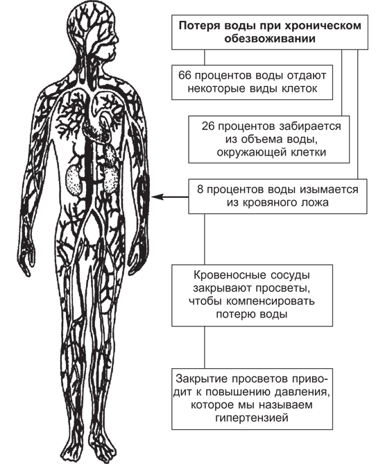 Как усваивается вода в организме человека схема